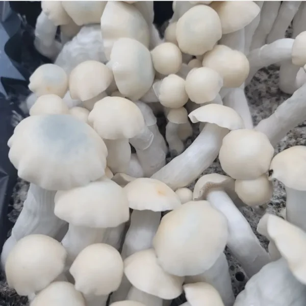 Yeti strain mushrooms, a pure albino cubensis descended from the True Albino Teacher lineage.