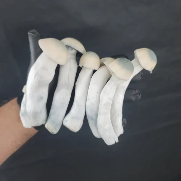 Close-up of Yeti cubensis mushroom, all-white fruiting body showing albino morphology.