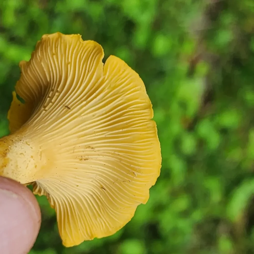 Chanterelle mushrooms found while foraging
