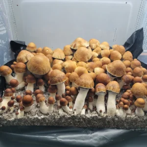 PE7 mushrooms displaying distinctive semi-elusive features and purple spores under soft lighting.