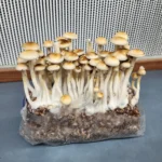 Columbian Rust Spore Isolated Spore Syringe