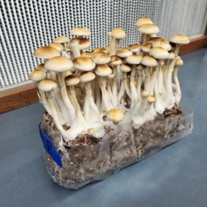 Wild Colombian Rust Cubensis mushroom showing classic brown cap morphology and rust spore traits.