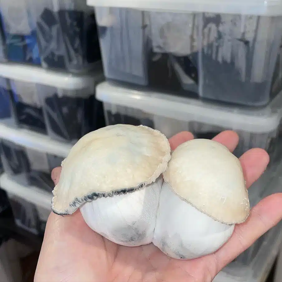 Ghost strain from the True Albino Teacher lineage documented in the Genetic Vault