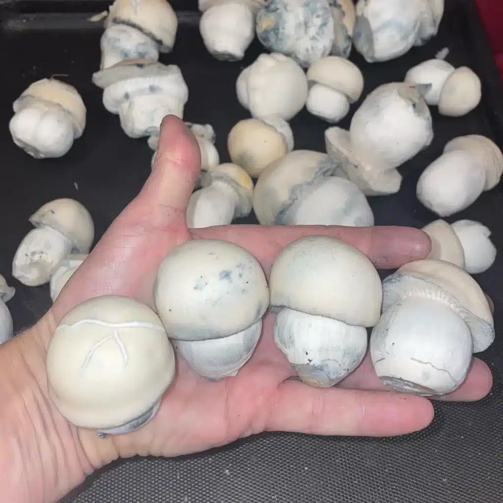 Ghost TAT lineage Psilocybe cubensis displaying white flesh and dense structure