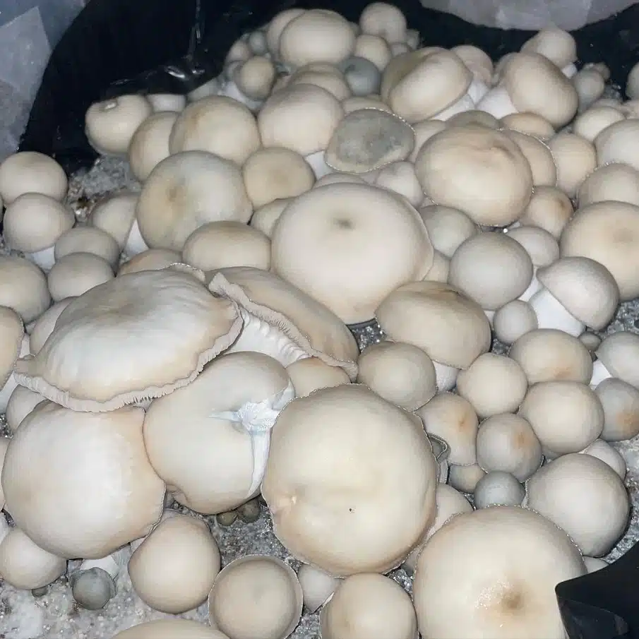 Close-up of Ghost mushroom highlighting albino coloration and bruising response