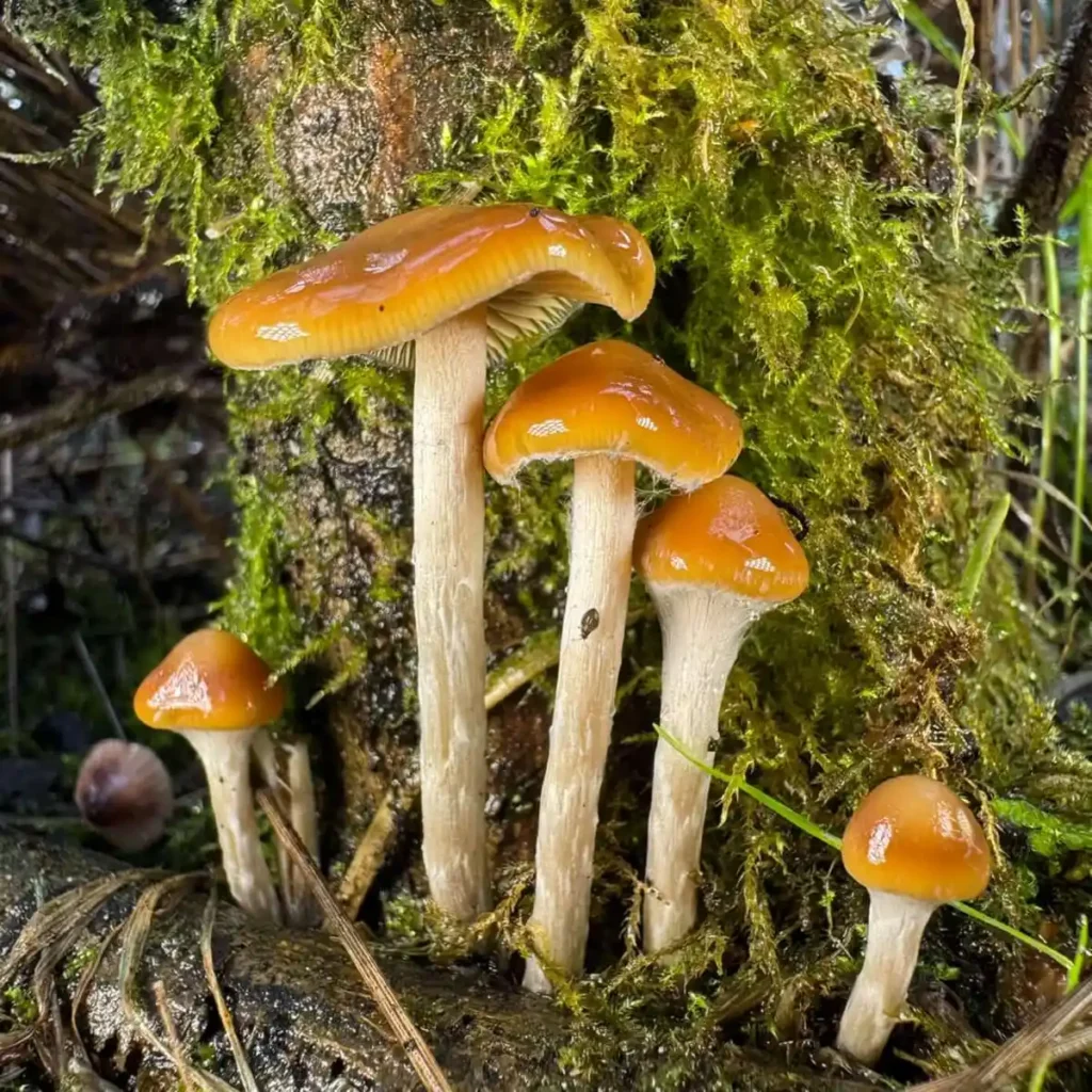 Natural Psilocybe cyanescens mushrooms with wavy caps photographed in their native coastal habitat