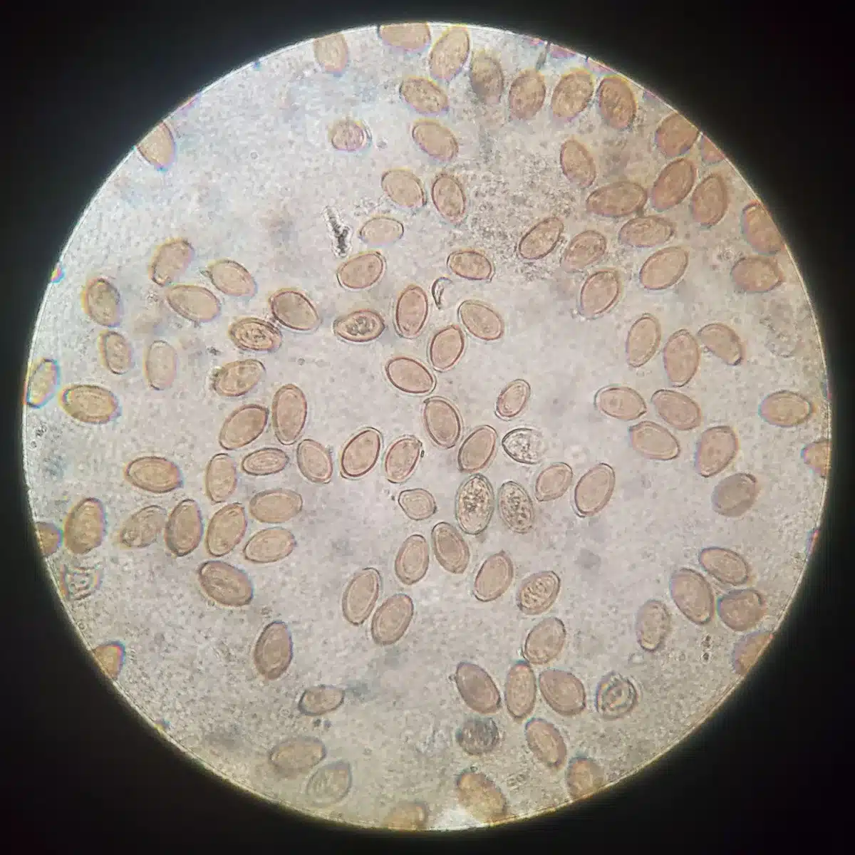Microscopic view of Psilocybe azurescens spores showing smooth elliptical shapes with dark purplish-brown pigmentation.