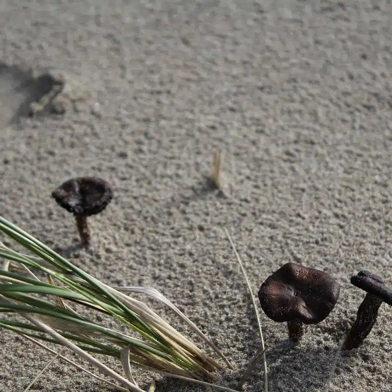 Cluster of Psilocybe azurescens mushrooms in Pacific Northwest coastal dunes with driftwood and beach grass.