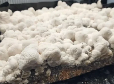 Mushroom Mutations Explained: Albinos, Blobs, Reverts & the Art of Genetic Drift