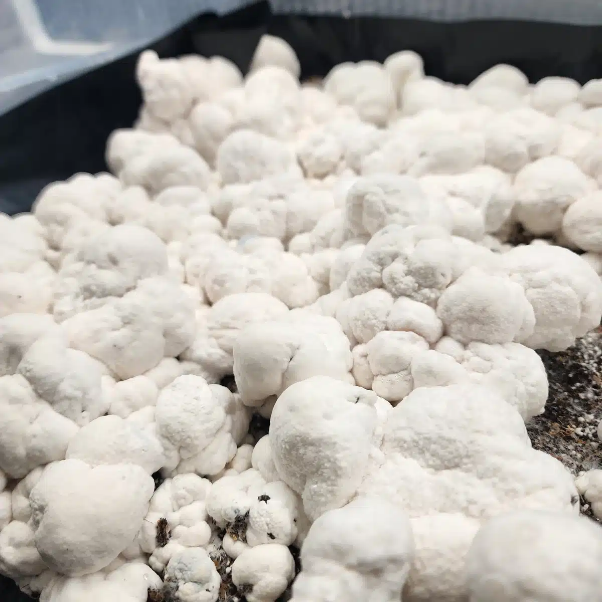 Detailed view of Bumpkin Blob tissue fruit highlighting white-dominant phenotype