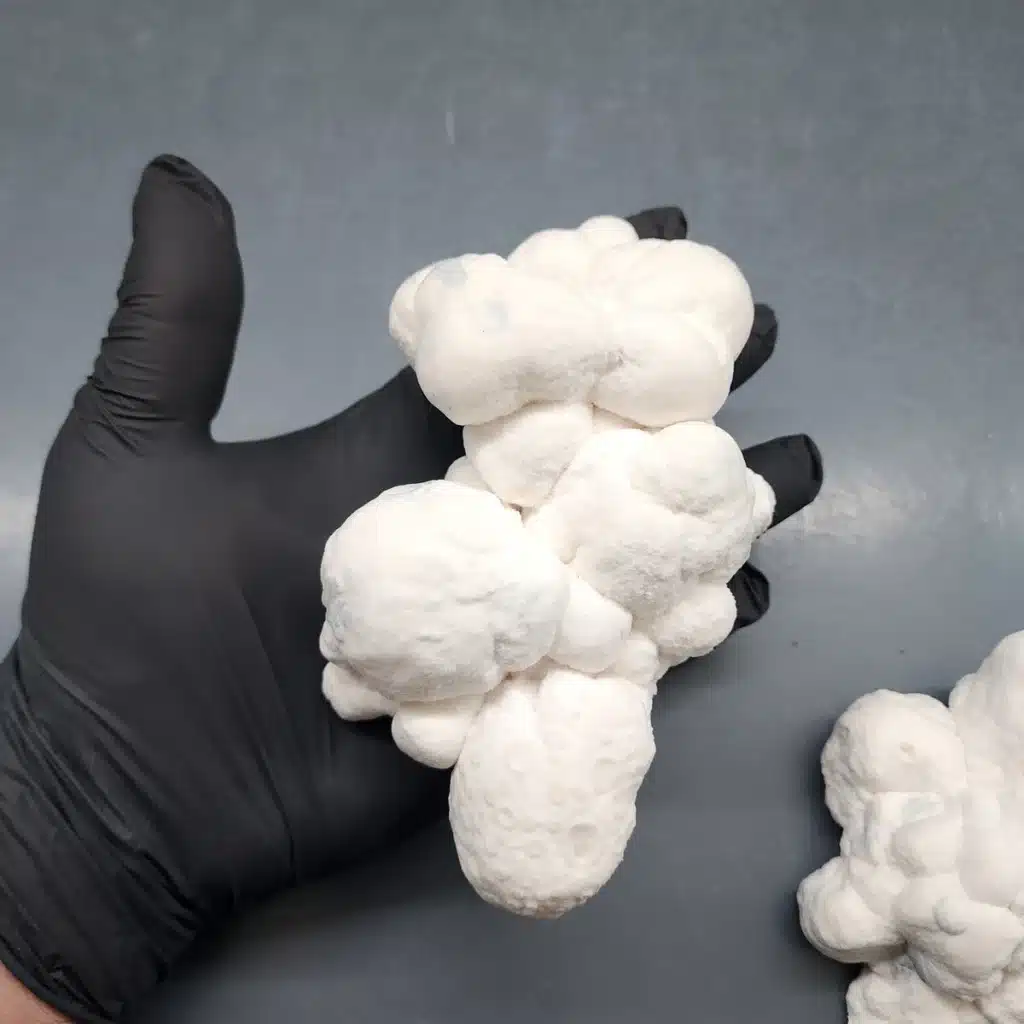 Bumpkin Blob isolated genetics exhibiting characteristic blob mutation form