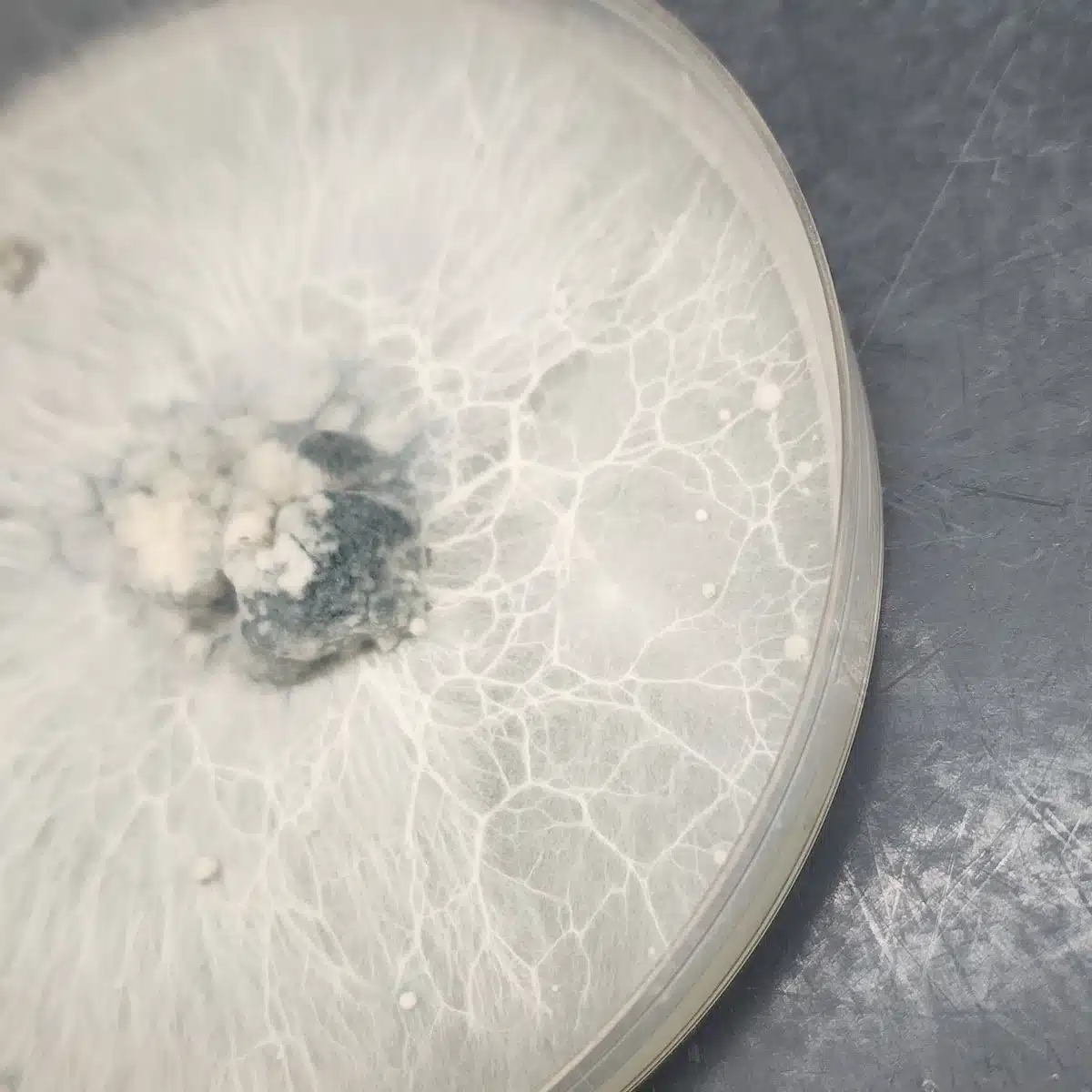 Bumpkin Blob fruiting observed on petri dish during in-vitro evaluation