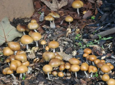 Psilocybe Allenii