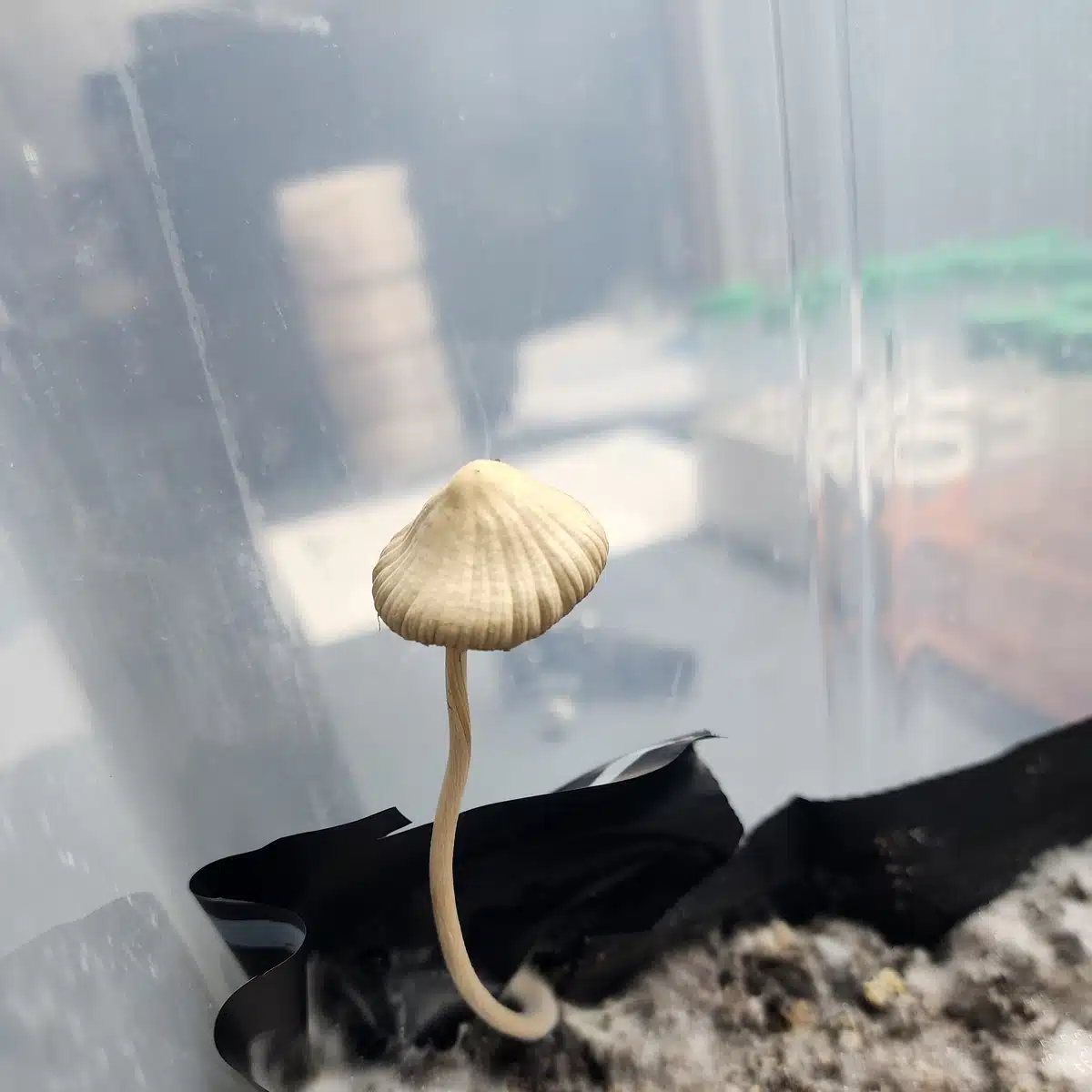 Psilocybe mexicana mushrooms showing small caramel-colored caps and slender stems