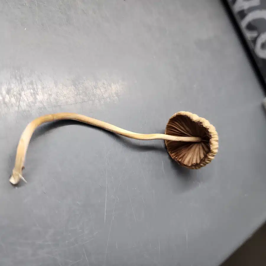 Psilocybe mexicana spores under microscope revealing smooth ellipsoid shape
