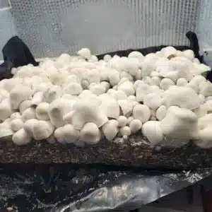 Albino Apehilly Bumpkin albino mushroom growing cluster