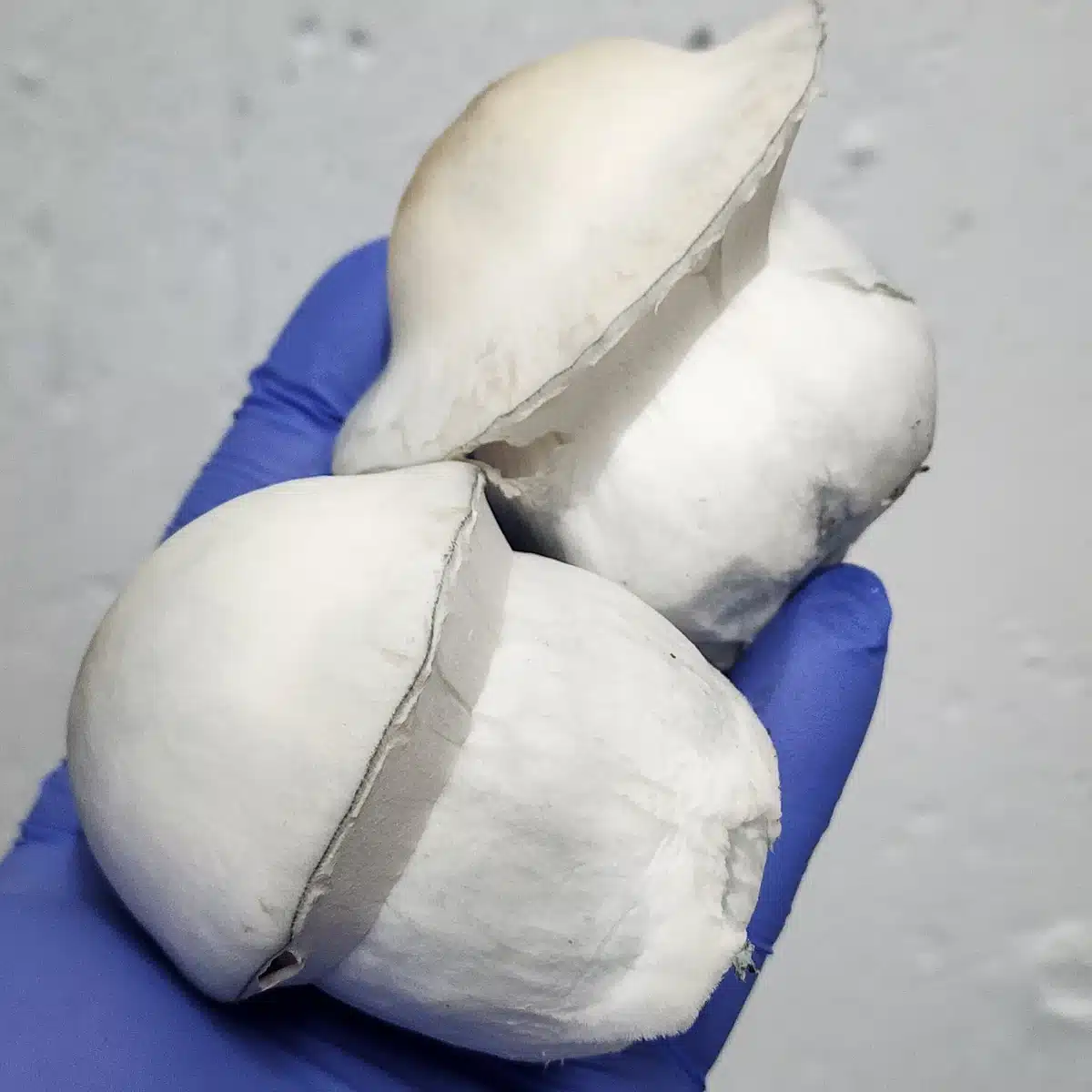 Albino Gorilla mushroom genetics photographed for microscopy and specimen documentation