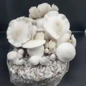 Albino Gorilla mushroom specimen showing dense white cap and stem morphology