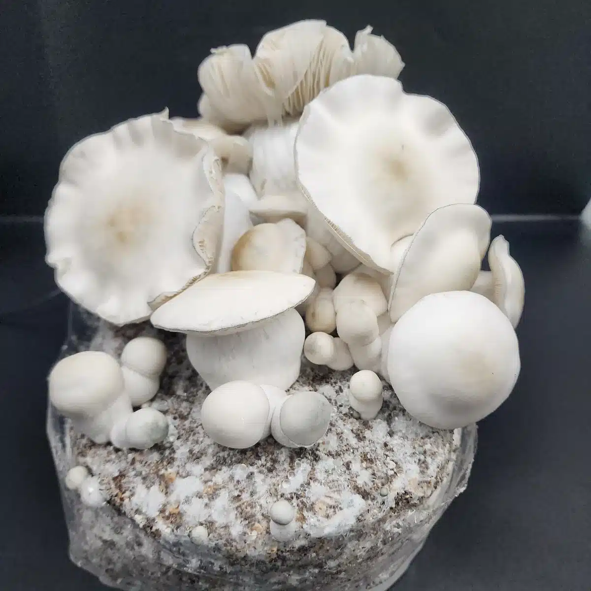 Albino Gorilla mushroom specimen showing dense white cap and stem morphology
