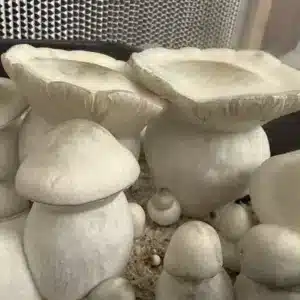 Albino Gorilla Isolated Spore Syringe
