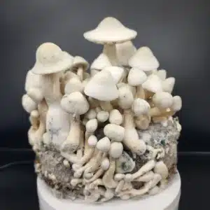 Close-up of Leucistic Machine Elf mushroom cluster showing pale coloration and purple gills