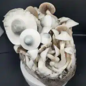 Leucistic Machine Elf isolated mushroom expression with soft white caps and blue-tipped morphology