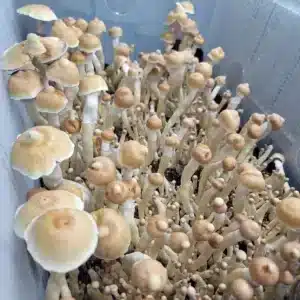 Axiom mushroom specimen from the White Golden Teacher × Enigma line