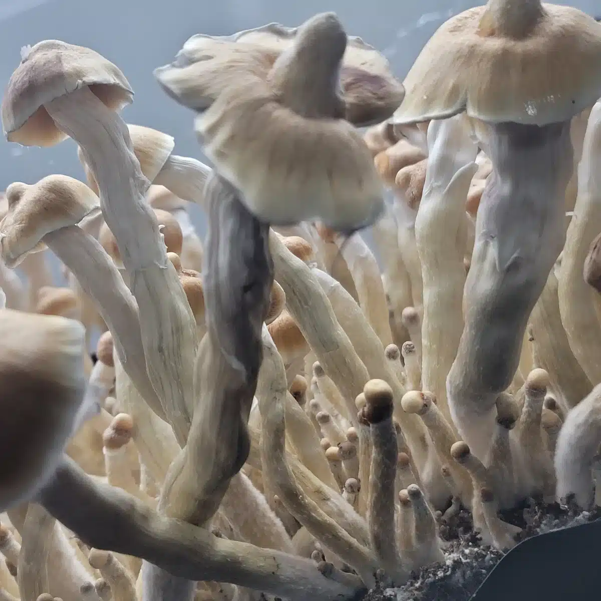 Axiom mushroom displaying a pointed cap