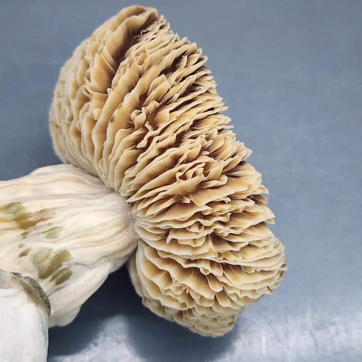 Axiom gills resembling individual flower petals