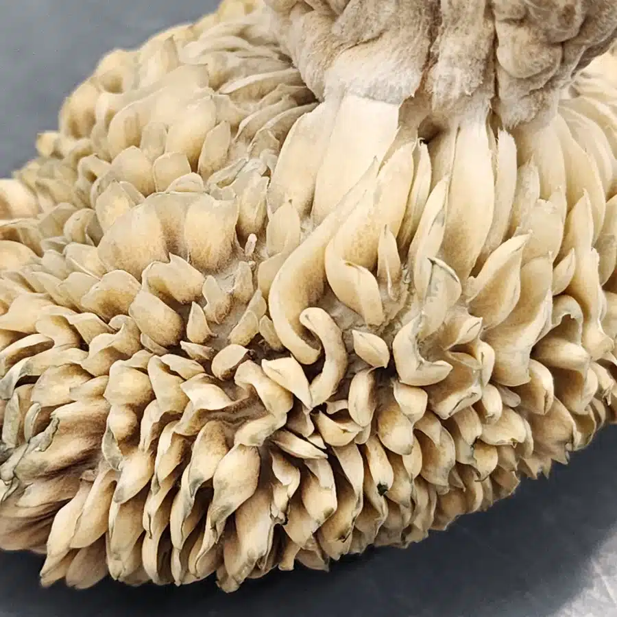 Axiom mushroom gills resembling individual flower petals