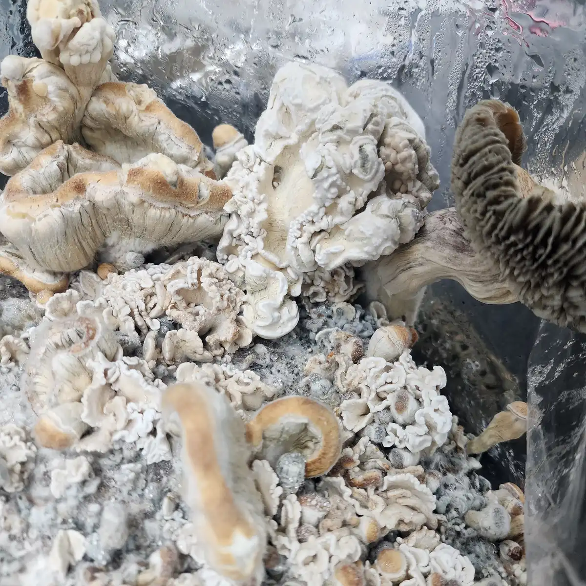 Axiom specimen showing an irregular coral formation
