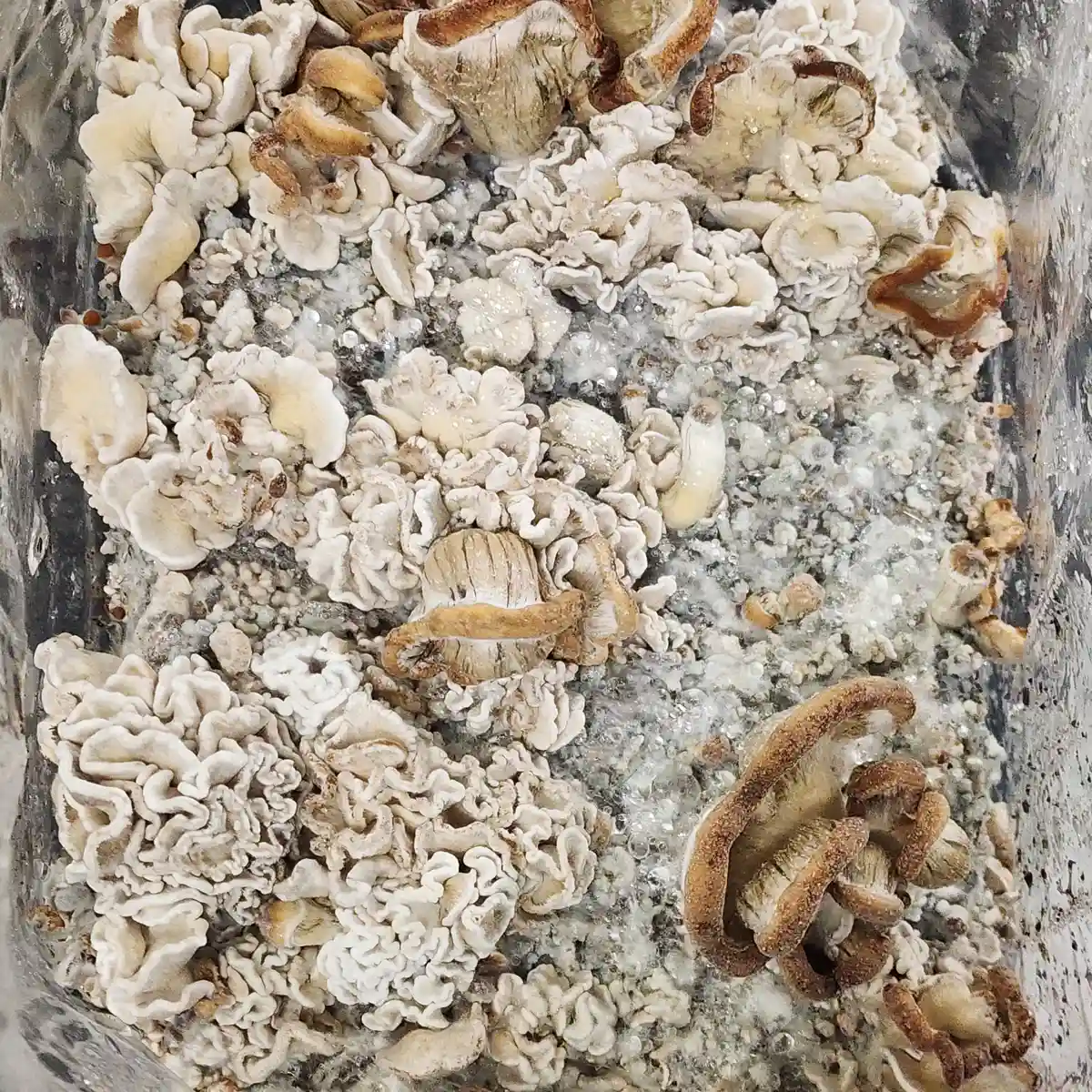 Capped Axiom mushrooms beside coral formations, showing different forms together